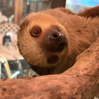Blue Hills Ranch - One of the 2 sweet sloths in the main lodge area - Hotels Near Me - McGregor, Texas Blue Hills Ranch - One of the 2 sweet sloths in the main lodge area - Hotels Near Me - McGregor, Texas