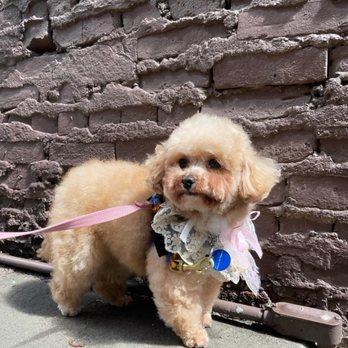 Korean K9 Rescue - Animal Shelters Near Me - Astoria, New York