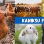 Photo of Kaniksu Feeds