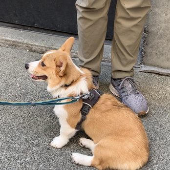 Pike Place Chowder - Pacific Place - Good boy spotted waiting in line - Seafood Near Me - Seattle, Washington Pike Place Chowder - Pacific Place - Good boy spotted waiting in line - Seafood Near Me - Seattle, Washington