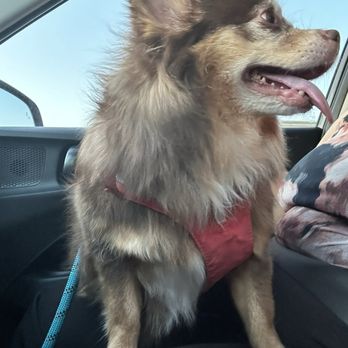 PetSmart - Pet Training Near Me - Rosemead, California