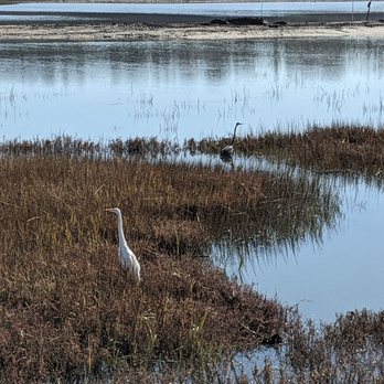 San Elijo Lagoon Ecological Reserve - Herons or egrets not sure! - Parks Near Me - Encinitas, California San Elijo Lagoon Ecological Reserve - Herons or egrets not sure! - Parks Near Me - Encinitas, California