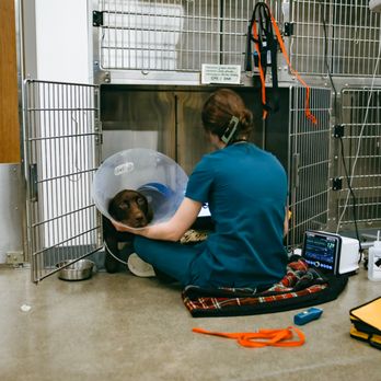 Viking Veterinary Hospital - Emergency Pet Hospital Near Me - Moscow, Idaho Viking Veterinary Hospital - Emergency Pet Hospital Near Me - Moscow, Idaho
