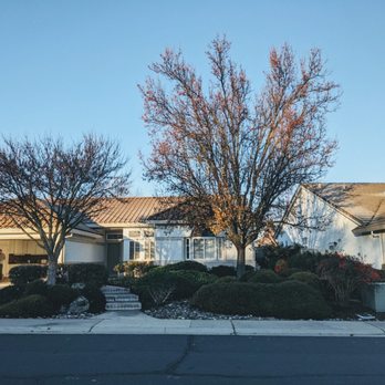 The Urban Arborist - Tree Before Removal - Tree Services Near Me - Lincoln, California The Urban Arborist - Tree Before Removal - Tree Services Near Me - Lincoln, California