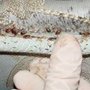 Photo of Ant Cindy's Pest Control