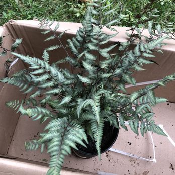 Garden Goods Direct - 1gal Goliath fern, fresh out of the shipping box! - Nurseries & Gardening Near Me - BOWIE, Maryland Garden Goods Direct - 1gal Goliath fern, fresh out of the shipping box! - Nurseries & Gardening Near Me - BOWIE, Maryland