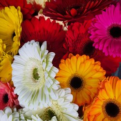 Suburban Succulents Plant and Flower Shop - Fall Carnation Colors