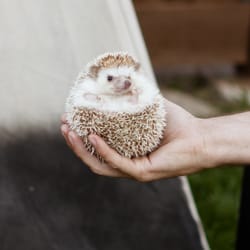Animal Quest - Harriet the Hedgehog