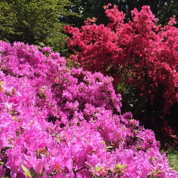 Washington Park Arboretum - Rhododendron - Parks Near Me - Seattle, Washington Washington Park Arboretum - Rhododendron - Parks Near Me - Seattle, Washington