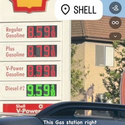 Shell - Bad