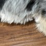 The Canine Cosmetology Studio