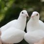 Photo of California White Dove Release