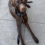 Photo of Wuff Dog Training