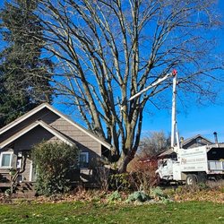 Advanced Tree Management - Heritage tree maintenance on a fine lovely day