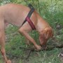 Photo of Hundezone Olympiapark