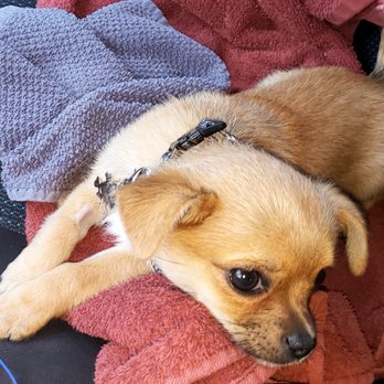 Ohana Veterinary Clinic - Veterinarians Near Me - Torrance, California