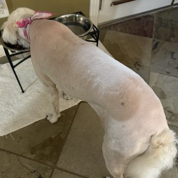 Ohana Grooming - Dog - Pet Groomers Near Me Ohana Grooming - Dog - Pet Groomers Near Me