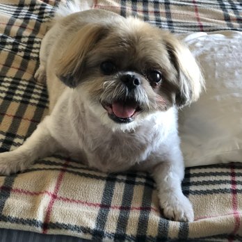 Classy Clippin' Professional Pet Grooming - Mika's posing! - Pet Groomers Near Me - Waipahu, Hawaii Classy Clippin' Professional Pet Grooming - Mika's posing! - Pet Groomers Near Me - Waipahu, Hawaii