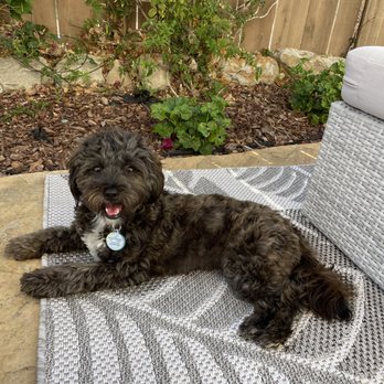 Elite Pup Training - Gia in down/ stay. - Pet Training Near Me - Goleta, California