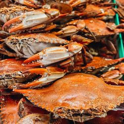 Crab & Claw Seafood - Cooked maryland style crabs!