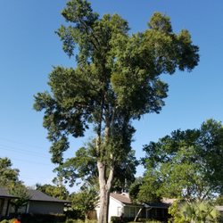 Sunshine State Tree Service - Before