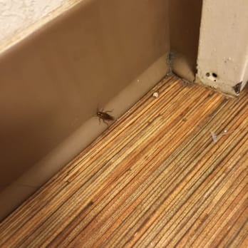Motel 6 - The room comes with roaches - Hotels Near Me - Fort Stockton, Texas Motel 6 - The room comes with roaches - Hotels Near Me - Fort Stockton, Texas
