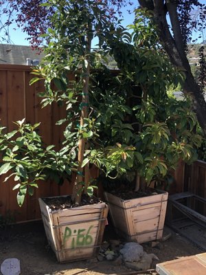 Golden Gate Palms by null