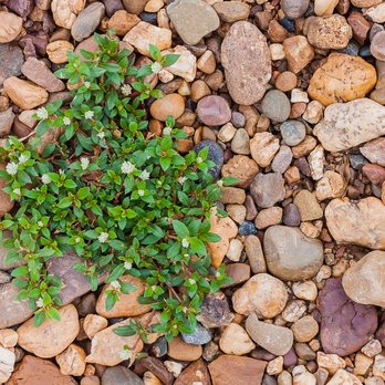Zing Services - Shrub Bed Weed Control - Tree Services Near Me - Middleton, Idaho