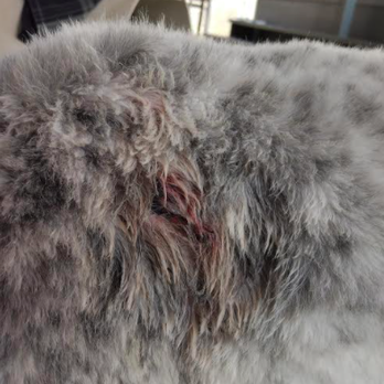 Pet Groomery - My dog was attacked during his grooming visit because all dogs were aloud to run freely during their visit. - Pet Groomers Near Me - Albuquerque, New Mexico