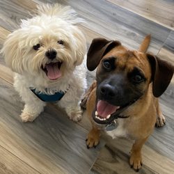 Friends of Homeless Animals - Rescued dogs Jack Jack and Nugget. As very young puppies, Nugget and his 4 siblings were found abandoned in a box in MS.
