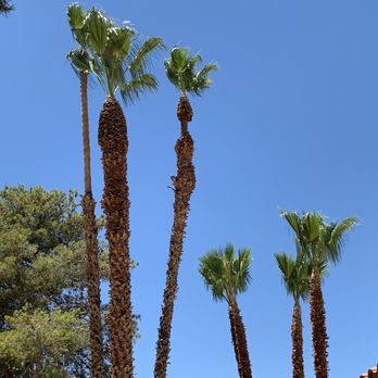 Treepro - After - Tree Services Near Me - Las Vegas, Nevada