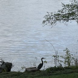A blue heron lake side A blue heron lake side