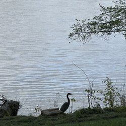 Spanaway Park - A blue heron lake side