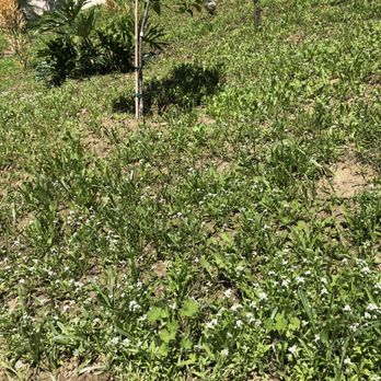 Hydro Grow Hydroseeding - a tree planted on a hillside - Landscaping Near Me Hydro Grow Hydroseeding - a tree planted on a hillside - Landscaping Near Me