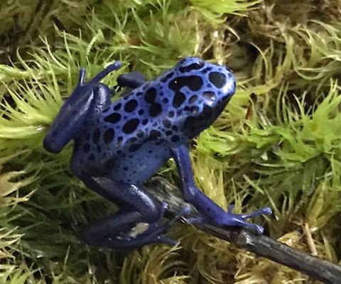 Santa Fe Reptile and Bug Museum by null