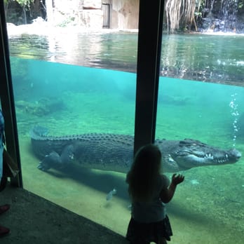 Sydney Wildlife World - Dexter the bachelor crocodile - Zoos Near Me - Darling Harbour, NSW