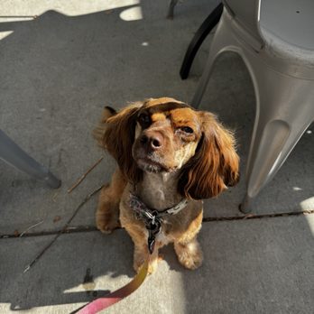 Bene's - This is Coco Chanel who is grateful that the restaurant is Pet Friendly on the patio. - Breakfast & Brunch Near Me - Cheney, Washington
