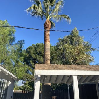 A&J Tree - Our lovely cleanly-trimmed palm tree! - Tree Services Near Me
