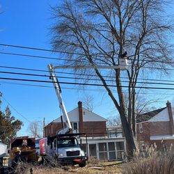 Executive Tree Care - Used bucket truck to take down our tree