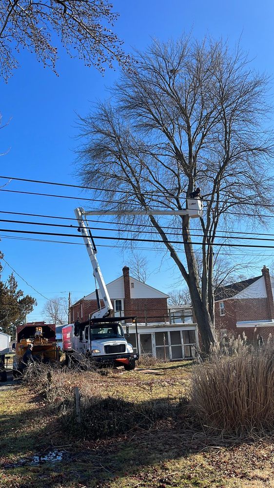 Executive Tree Care - tree service in Sharon Hill, PA