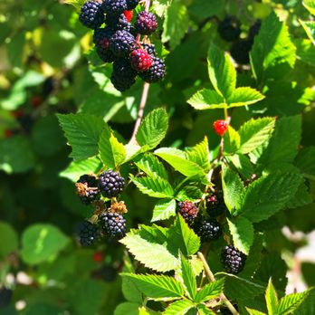U Pick at Webb Ranch - berries - Pick Your Own Farms Near Me - Portola Valley, California U Pick at Webb Ranch - berries - Pick Your Own Farms Near Me - Portola Valley, California