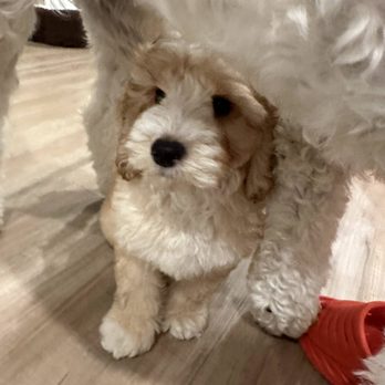 Valencia Poodles - Pet Breeders Near Me - Sacramento, California Valencia Poodles - Pet Breeders Near Me - Sacramento, California