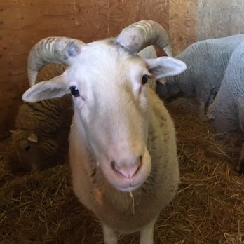 Farm Sanctuary - Valentine's Day event with this sweet baby. - Animal Shelters Near Me - Acton, California Farm Sanctuary - Valentine's Day event with this sweet baby. - Animal Shelters Near Me - Acton, California