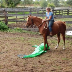 Tranquility Horsemanship