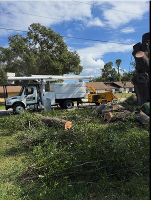 Tree Service - Call today for your free estimate. No job too big or too small, Licensed and insured. Tree Service - Call today for your free estimate. No job too big or too small, Licensed and insured.