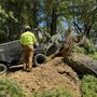 Photo of Vema Tree Service