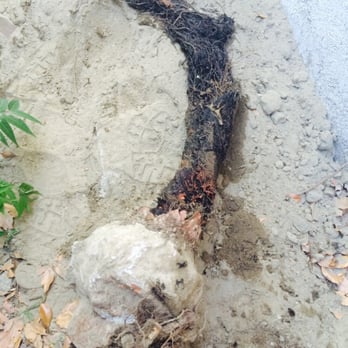 Rooters & Plumbing On Time - Rooters on time pulled out these massive roots from my sewer line that was made from clay and replace it with polyethylene pipe. - Plumbing Near Me - Arlington, Texas Rooters & Plumbing On Time - Rooters on time pulled out these massive roots from my sewer line that was made from clay and replace it with polyethylene pipe. - Plumbing Near Me - Arlington, Texas