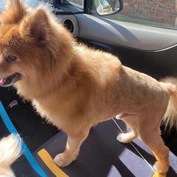 Norma PetCare - This is how my Dog looks like. Very disappointed. - Pet Groomers Near Me - Houston, Texas Norma PetCare - This is how my Dog looks like. Very disappointed. - Pet Groomers Near Me - Houston, Texas