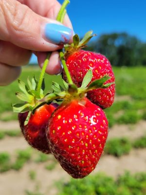 Bella Organic Farm by null