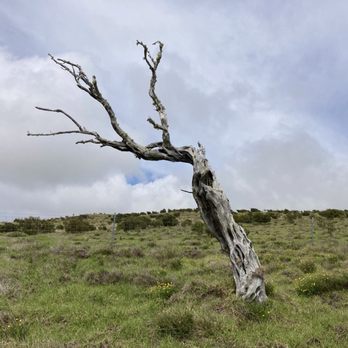 Koai'a Tree Sanctuary - Near the start of the trail the vegetation is low to the ground - Hiking Near Me - Waimea, Hawaii